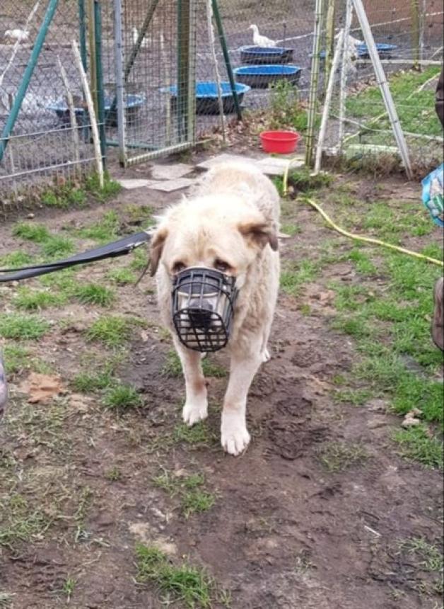 Dramatische Zustände auf Tierschutzhof im nördlichen Emsland NOZ