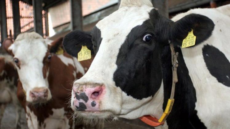 Emsland Erneut Blauzungenkrankheit Bei Kuh Nachgewiesen NOZ