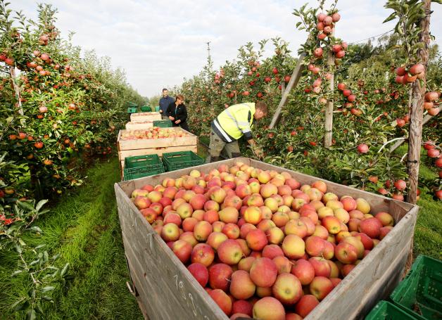 Niedersachsen Darum lassen Obstbauern ihre Äpfel verrotten NOZ