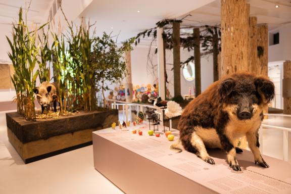 In Bildern Das bietet das erneuerte Naturkundemuseum am Schölerberg NOZ