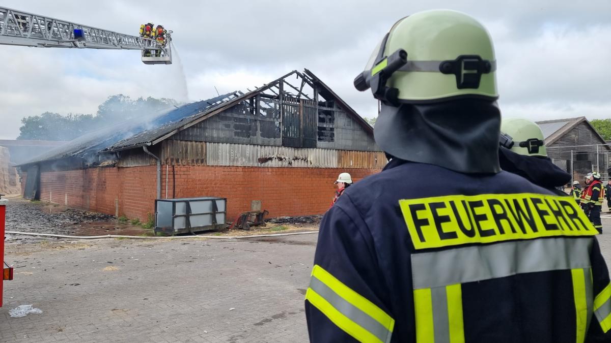 Brand in Stall in Berge geht glimpflich aus Kälber gerettet NOZ