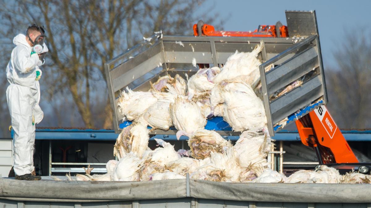 Vogelgrippe Ausbr Che Nehmen Stark Zu Norddeutschland Betroffen Shz