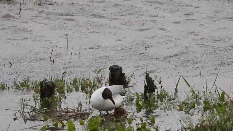 So hilflos macht Sommersturmflut Vögel an der Nordsee SHZ