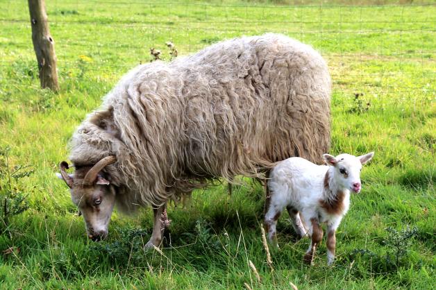 Kreuzung Von Schaf Und Ziegenbock Seltene Schiege Geboren