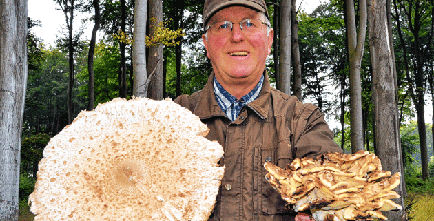 Zwei essbare Pilzriesen: Der Riesenschirmpilz (l.) und der Riesenporling bringen Jürgen Gärtner zum Staunen. Caroline Weißert