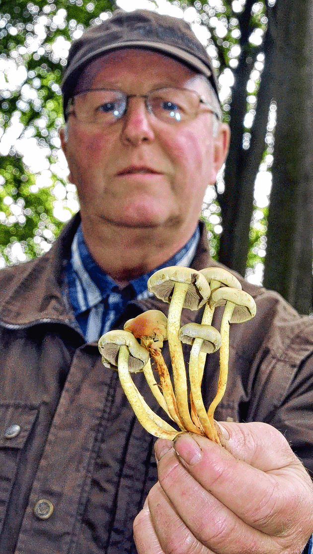 Finger weg: Der Grünblättrige Schwefelkopf gehört zu den Giftpilzen und sorgt für Magen-und Darmprobleme. Finger weg: Der Grünblättrige Schwefelkopf gehört zu den Giftpilzen und sorgt für Magen-und Darmprobleme.