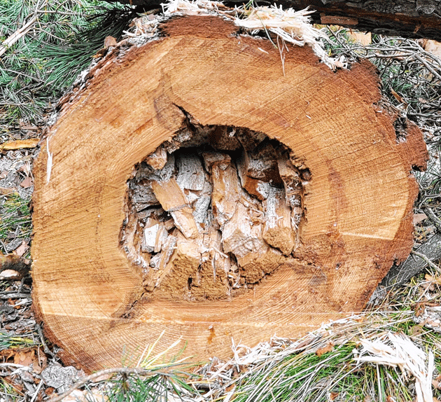Durch Pilzbefall werden vor allem  manche Nadelbäume innen hohl. Sie sind dann nur  noch als Energieholz verwendbar. 