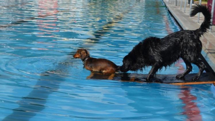 Na los, trau dich: Am Freitag ist das große Schwimmbecken im Bersenbrücker Freibad für Hunde reserviert.