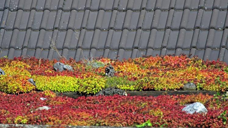 Mehr Grün aufs Dach: Das will die Gemeinde Lotte künftig fördern. (Symbolbild)