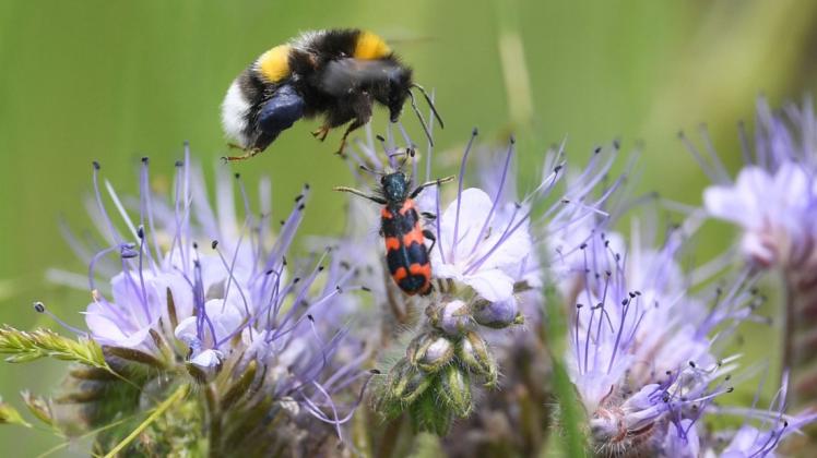Auch in kleinen Gärten findet die Osnabrücker Mischung ihren Platz und lockt Wildbienen und andere Insekten an. (Symbolfoto)