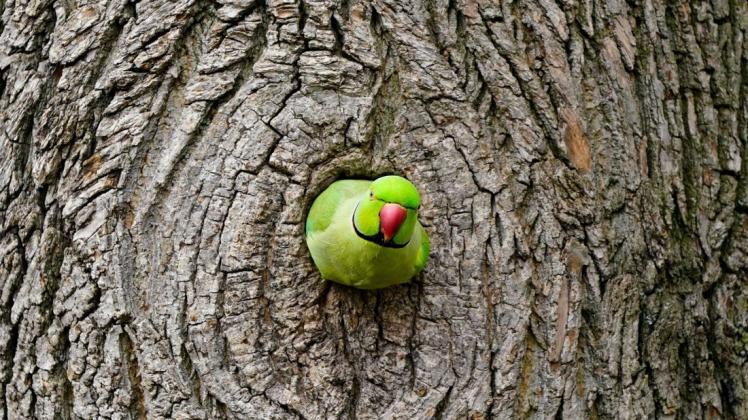 Ein Halsbandsittich schaut aus seiner Baumhöhle. Seit den 1960er-Jahren ist der exotische Vogel auch in Deutschland zu Hause.
