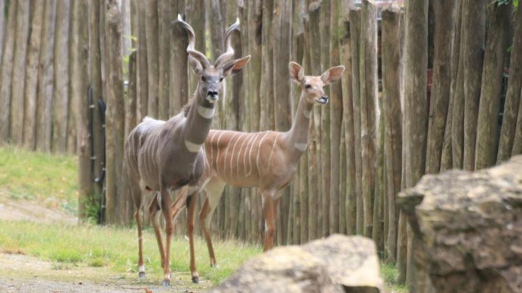 Ausflug mit Horst: Die Kleine-Kudu-Dame Namono ist neu im Zoo Osnabrück. Das 10-jährige Weibchen ist noch etwas schüchtern.
