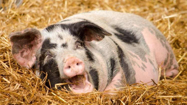 Diesem Schwein geht es gut. Wie das bessere Leben der Tiere finanziert werden soll, darum ist Streit in der Union entbrannt.