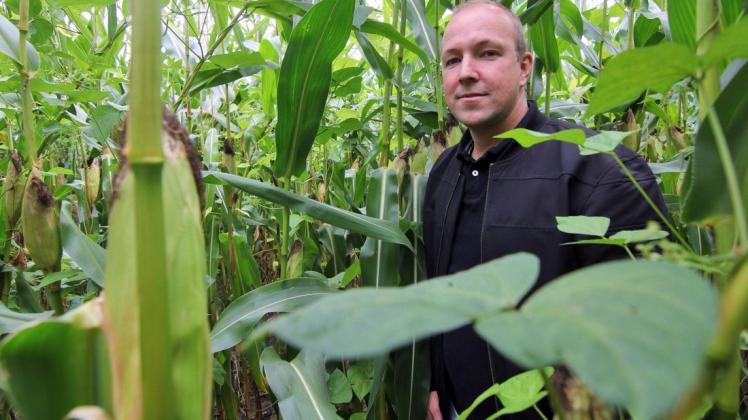 Henning Wübbeler hat seinen Mais in diesem Jahr mit der Ackerbohne verpaart. Der Landwirt aus Hatten will damit einen Beitrag zum Klimaschutz leisten. Henning Wübbeler hat seinen Mais in diesem Jahr mit der Ackerbohne verpaart. Der Landwirt aus Hatten will damit einen Beitrag zum Klimaschutz leisten.