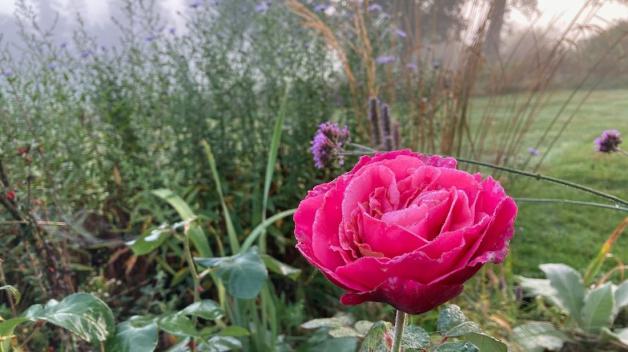Herbst im Garten Pflanzzeit für Stauden, Rosen und Sträucher