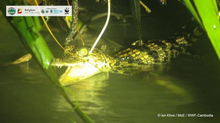 Ein Jungtier des Siam-Krokodils. In der Wildnis Kambodschas haben Forscher acht Jungtiere des vom Aussterben bedrohten Crocodylus siamensis entdeckt.