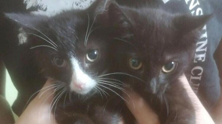 Unter anderem diese beiden Kätzchen-Brüder, die zurzeit vom Pfötchen-Notdienst betreut werden, suchen einen neuen Besitzer.