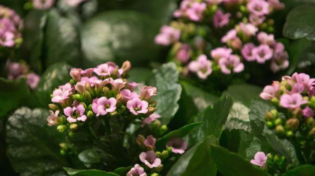 cuprea variegata Alocasia 'Cuprea' Albo/Pink Variegated *Grower's Choice*