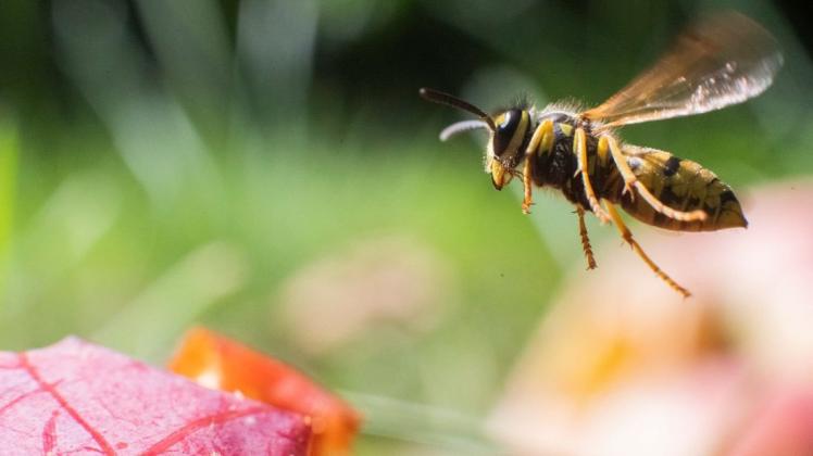 Eine Wespe fliegt über Äpfel in einem Obstgarten. Tierschützer haben weniger Wespen in diesem Jahr registriert.