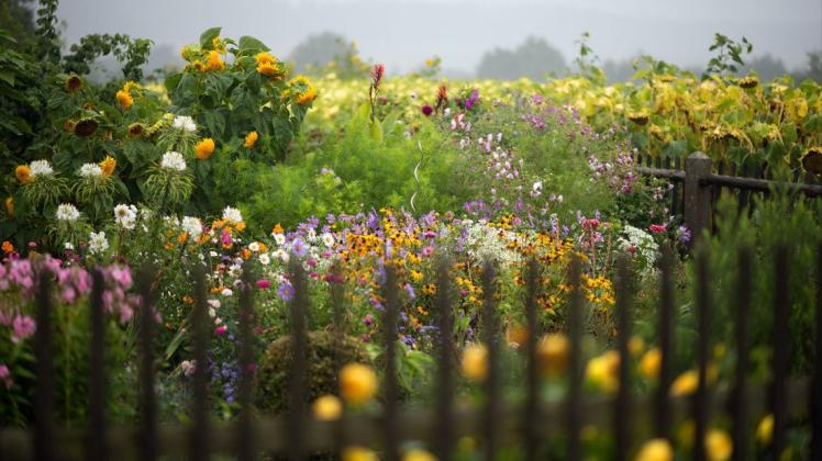 Hohe Stauden, schöne Blüten. Hier fühlen sich Insekten sehr wohl. Und schön aussehen, tut es auch. Hohe Stauden, schöne Blüten. Hier fühlen sich Insekten sehr wohl. Und schön aussehen, tut es auch.