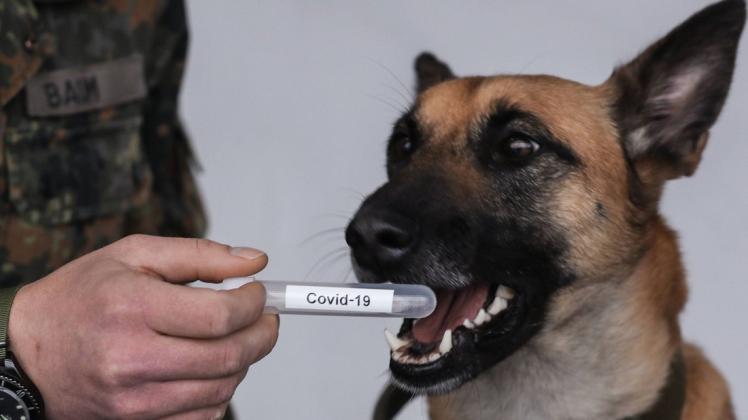 Hunde wurden seit Ausbruch der Corona-Pandemie darauf trainiert, Infektionen bei Menschen zu erkennen.