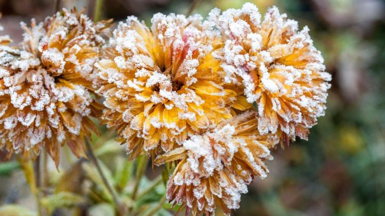 Nicht alle Blumen überstehen den Winter ohne Probleme: Welche Pflanzen besonders frostempfindlich sind.