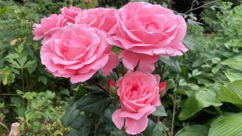 Wer solche Rosenblüten wie die der unkomplizierten "Queen Elizabeth" im nächsten Jahr im Beet sehen möchte, sollte ab Oktober neue Rosen pflanzen.