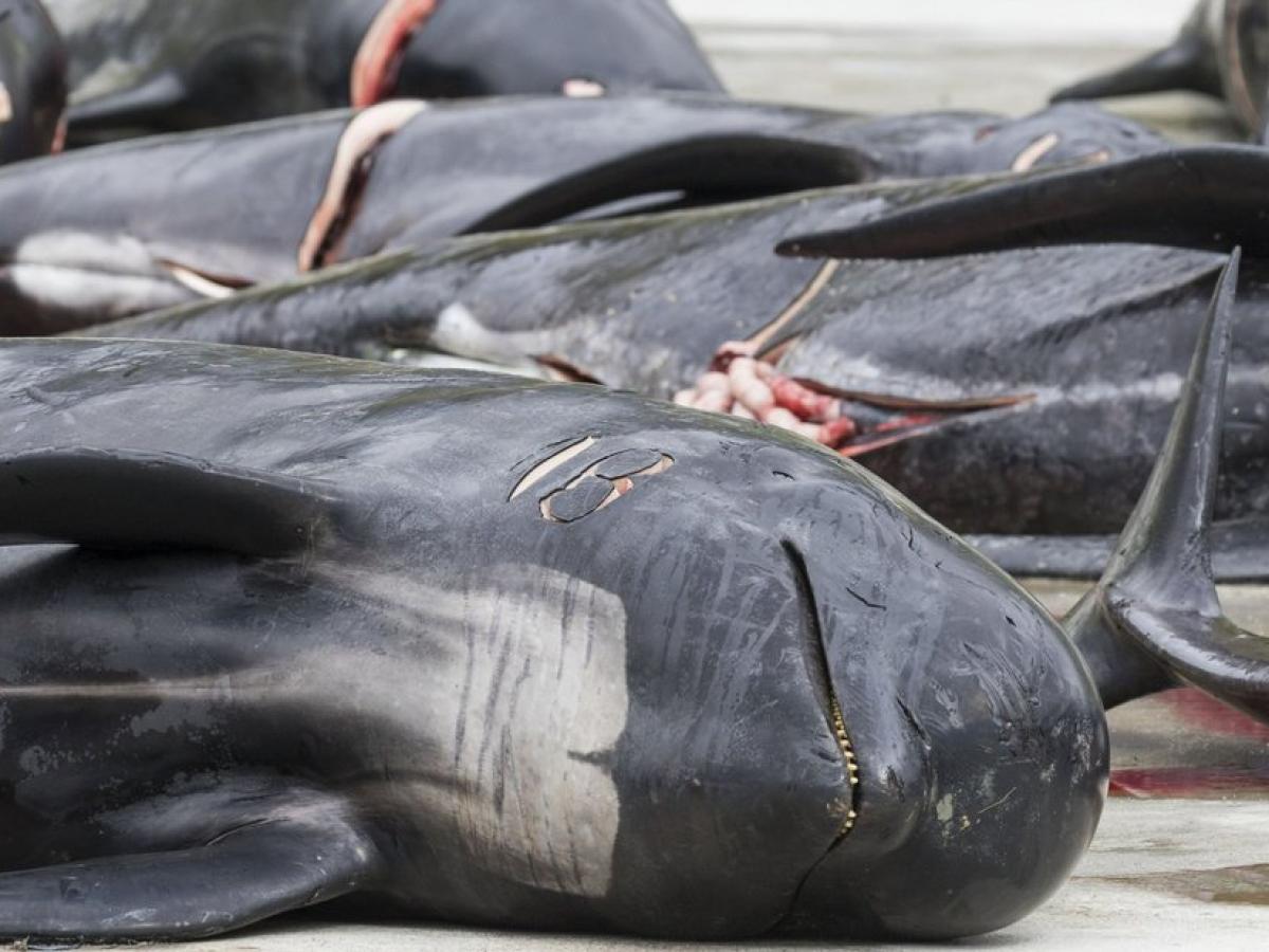 Färöer-Inseln: 1400 Delfine getötet – Jagdtradition | NOZ