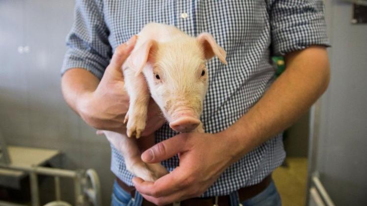 Landwirte bekommen für ihre Schweine kein Geld mehr. Die Branche steckt in einer schweren Krise.