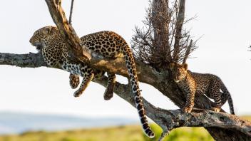 Eine Leopardin mit einem etwa drei Monate alten Jungen. Erwachsene und junge Leoparden bringen sich vor Konkurrenten oft auf Bäumen in Sicherheit, da Löwen schlechte Kletterer sind und Hyänen mit ihren stumpfen Klauen überhaupt nicht klettern können.
Foto: NDR/Doclights GmbH/Reinhard Radke