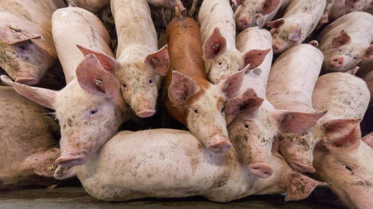 Der Preis, den Bauern fürs Schwein bekommen, ist existenzbedrohend niedrig. Am Mittwoch tagt ein Krisengipfel auf Einladung der Bundesregierung.