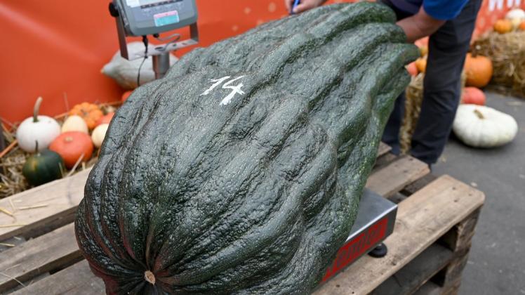 Schwerste Zucchini in Deutschland: Was das Riesengemüse an Gewicht auf die Waage bringt.