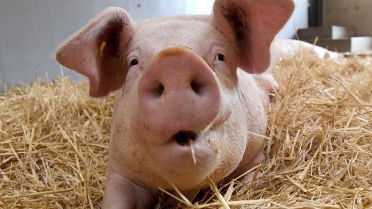 Ein Schwein auf Stroh: Bessere Tierhaltung wie diese kostet entsprechend mehr. Unionspolitiker könnten sich vorstellen, dass der Handel einen Tierwohlbeitrag zahlt.