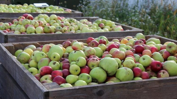 An jeweils zwei Terminen im September und Oktober können Gartenbesitzer ihre Äpfel zum Vermosten ans Waldfreibad bringen.