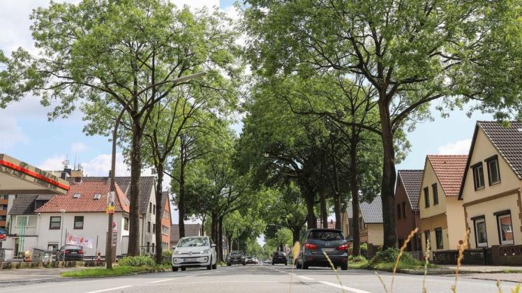 Im Zuge der Sanierung müssen Bäume an der Syker Straße gefällt werden.