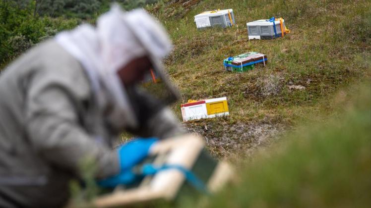 Bienenstöcke werden in den Dünen von Baltrum aufgestellt. Baltrum ist eigentlich kein Schlaraffenland für Bienen, denn dort findet sich nur wenig Nektar.