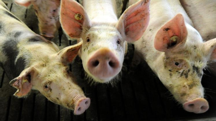 Im Schnitt bekommt ein Landwirt zurzeit 77 Cent pro Kilo Schlachtgewicht für ein Schwein.
