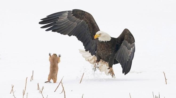 David gegen Goliath: Keine Angst hat der kleine Präriehund gegen den großen Weißkopfseeadler bei dieser Szene aus Colorado in den USA.