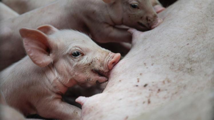 Schweinemarkt in der Krise: Der Preis für ein Ferkel stürzt auf 20 Euro ab. Landwirte machen nur noch Verlust.