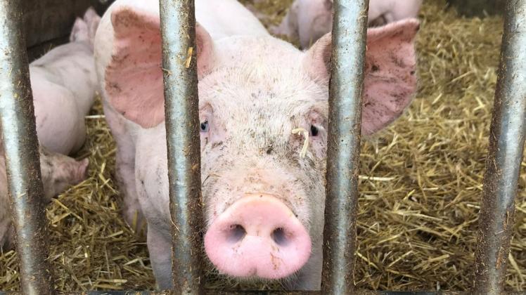 Seit Wochen sinken die Erzeugerpreise für Schweinefleisch. Landwirte stellt das vor Probleme.
