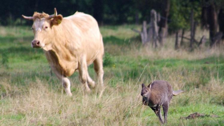 Ein entlaufenes Känguru springt vor einer Kuh über eine Wiese. Ein entlaufenes Känguru springt vor einer Kuh über eine Wiese.