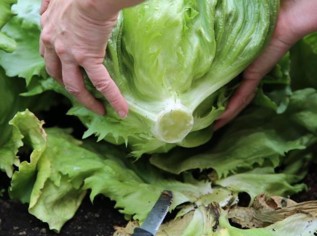 Salat im Khlschrank lagern: So schtzen Sie ihn vor Keimen