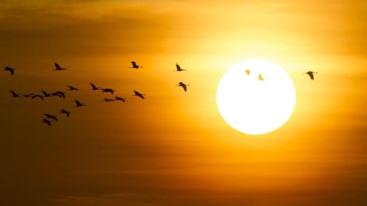 Graue Kraniche Grus grus vor Morgensonne Glinstedt Niedersachsen Deutschland Europa ibldrn0400 Im September kommt die Sonne wieder raus. (Symbolbild)