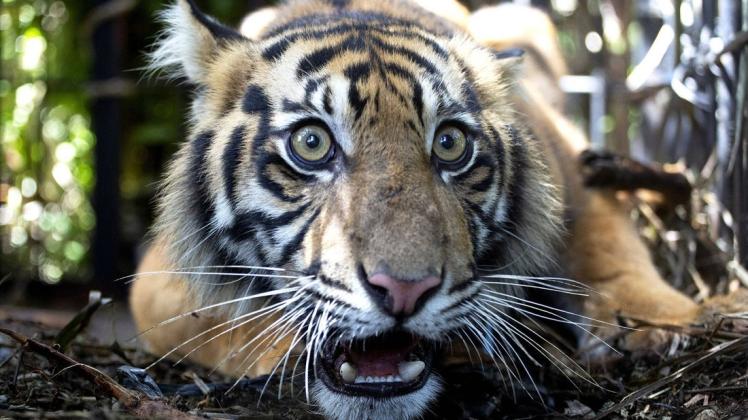 Der Sumatra-Tiger ist die kleinste der noch lebenden Unterarten des Tigers.