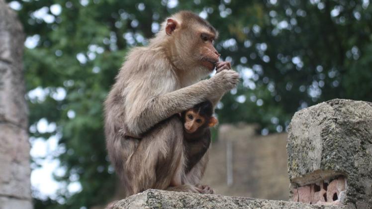 Nachwuchs im Zoo Osnabrück: Er kleiner Schweinsaffe ist im Juli zur Welt gekommen. Nachwuchs im Zoo Osnabrück: Er kleiner Schweinsaffe ist im Juli zur Welt gekommen.
