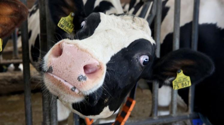 Unter anderem Milchkühe wären von einem möglichen Verbot bestimmter Antibiotika in der Tiermedizin betroffen. (Symbolfoto)