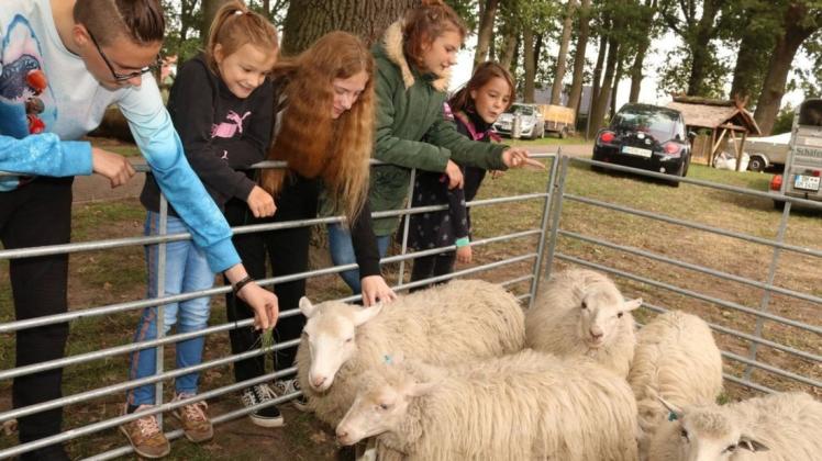 Die Schafe sind beim Woll- und Genussfest ein besonderer Anziehungspunkt (Archivfoto).