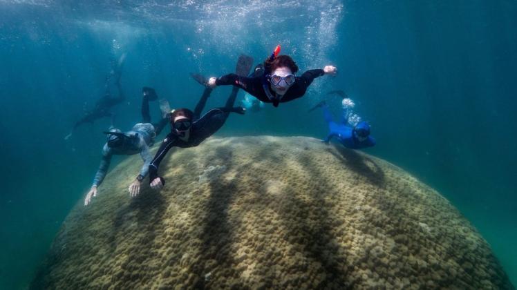 Schnorchler haben in Australien eine riesige Koralle entdeckt.
