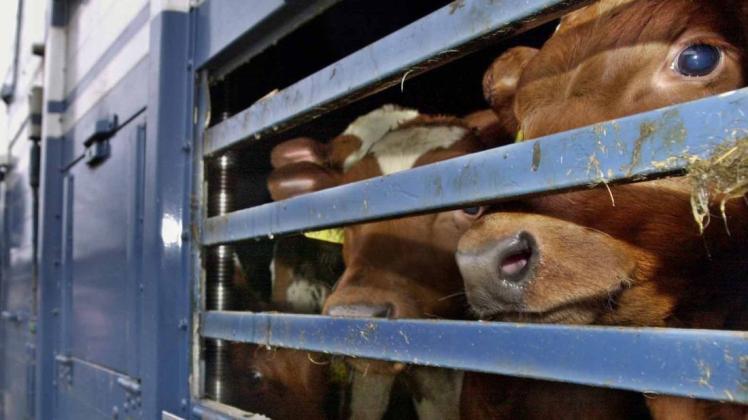 Hat eine Westerkappelner Viehhandlung gegen das Tierschutzgesetz verstoßen? (Symbolbild)