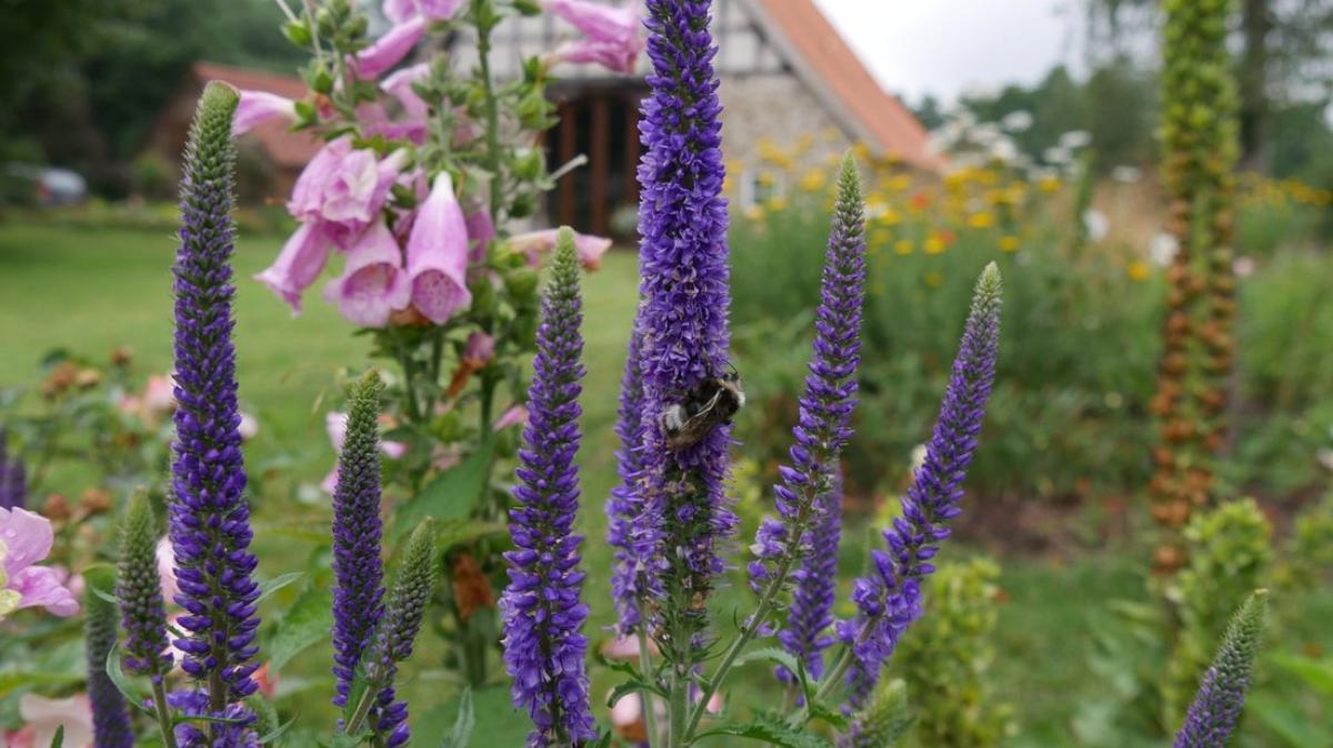 Der insektenfreundliche Garten Stauden, Sträucher, Bäume, Blumen SHZ